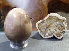 Eier Versteinertes Holz AAAA