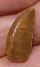 verst. Zahn von Dinosaurer Raptor