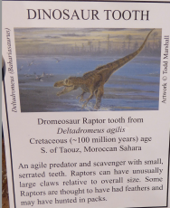 verst. Zahn von Dinosaurer Raptor