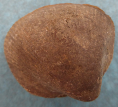 verst. Muschel 4