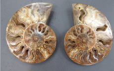 Ammoniten Calliphylloceras Paar