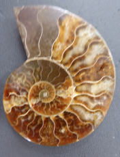 Ammoniten Calliphylloceras Paar II