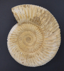 Ammonit Kreide extra groß