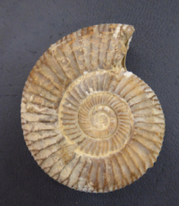 Ammonit Kreide