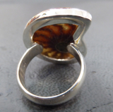 Ammoniten Ring