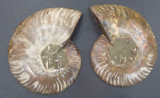 Ammoniten Calliphylloceras Paar