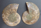 Ammoniten Calliphylloceras Paar II