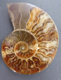 Ammoniten Calliphylloceras Paar II