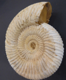 Ammonit Kreide extra groß
