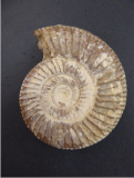 Ammonit Kreide