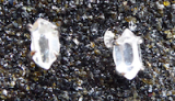 Herkimer Diamant, roh; Ohrstecker